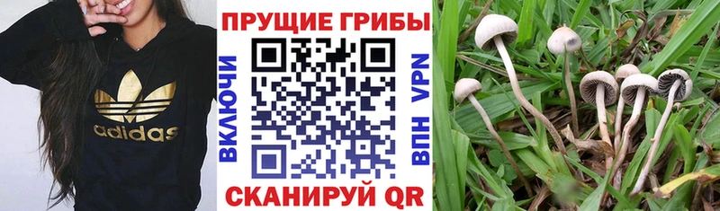 как найти закладки  Пучеж  Галлюциногенные грибы мицелий 